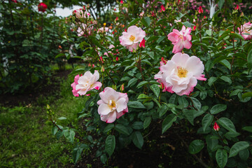 薔薇の花　花霞