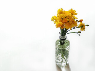 ペットボトルに入れたブタナ（タンポポモドキ）の花束　白背景