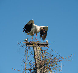 Beautiful one white storks Ciconia ciconia on a background of blue sky