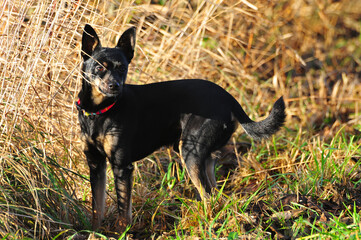 portrait of a black small pinscher dog