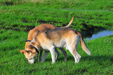 two dogs playing in the grass