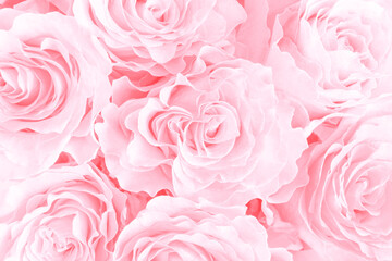 Pastel pink rose flowers bouquet close up floral background - obrazy, fototapety, plakaty