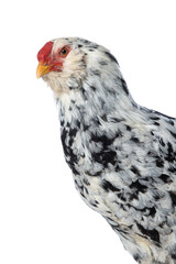 Mixed breed cock on white background