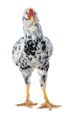 Mixed breed cock on white background