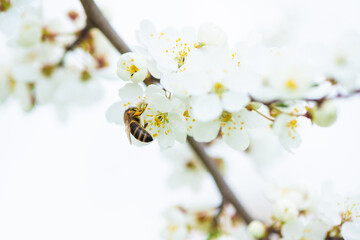 Obraz premium Close-up of a honey bee on a spring flower of a white cherry blossom
