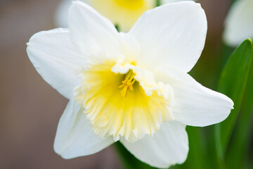 One very beautiful white narcissus flower with white and yellow petals on a green leaf background.