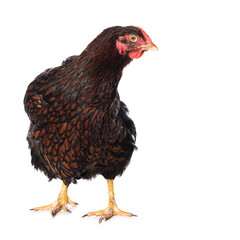 Wyandotte hen on white background