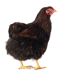 Wyandotte hen on white background