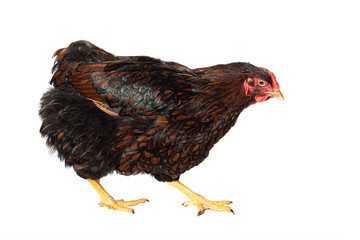 Wyandotte hen on white background