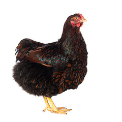 Wyandotte hen on white background