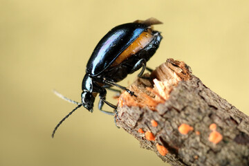 insect Hurmak alder tree on a stick