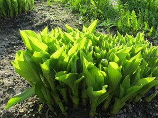 A green plant in the garden in the sunlight. Green plants in the garden close-up. Grass in the garden.