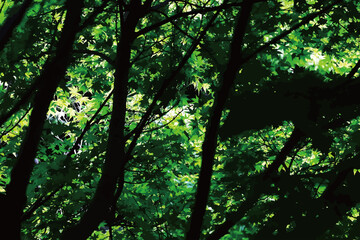 Color image processed photograph of the black forest tree and bright maple branch, illustratior effected.