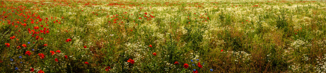 Panoramic banner with beautiful meadow field landscape with red poppies and white marguerite...