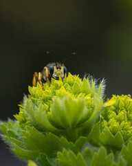 Makro Knotenwespe
