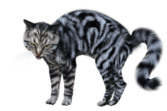 Silver tabby siberian cat standing with arched back and hissing in crazy charge pose. 3d render isolated on white