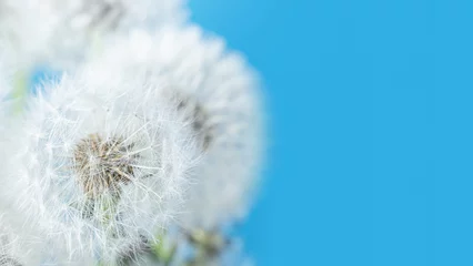 Foto auf Acrylglas Macro nature. dandelion at sky background. Freedom to Wish. Dandelion silhouette fluffy flower. Seed macro closeup. Soft focus. Goodbye Summer. Hope and dreaming concept. Fragility. Springtime. © Serenkonata