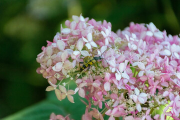 Cetonia Aurata and Rutpela maculata over a pink flower
