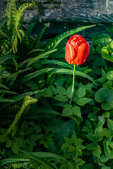 red tulip flower on a background of green grass and leaves