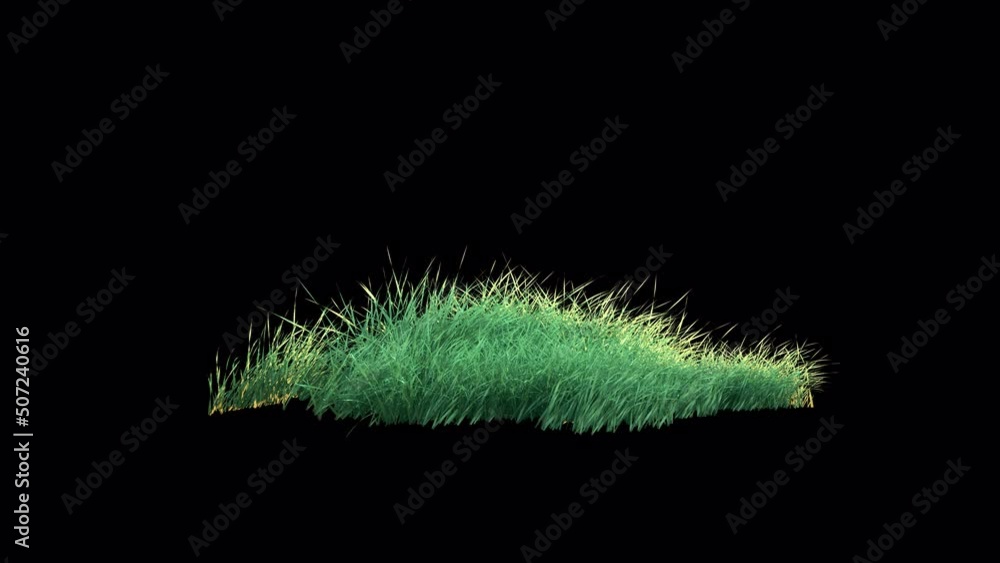 Wall mural grass wind slow seamless loop with alpha channel. element footage place on footage or background and