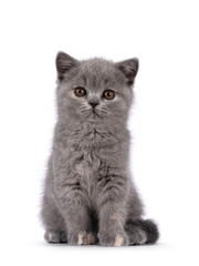 Cute little blue tortie British Shorthair cat kitten with adorable colored toes, sitting up facing...
