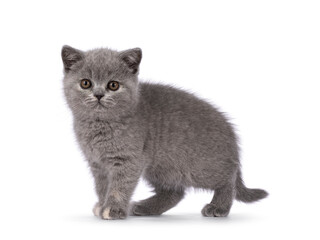 Cute little blue tortie British Shorthair cat kitten with adorable colored toes, standing side ways with one paw up. Looking straight to camera. Isolated on a white background.