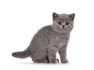 Cute little blue tortie British Shorthair cat kitten with adorable colored toes, standing side ways with one paw up. Looking straight to camera. Isolated on a white background.