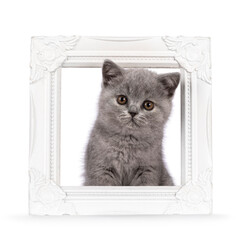 Cute little blue tortie British Shorthair cat kitten with adorable colored toes, sitting  through white image frame. Looking straight to camera. Isolated on a white background.