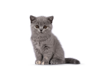 Cute little blue tortie British Shorthair cat kitten with adorable colored toes, sitting up side...