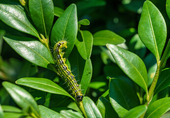 Close-up of box tree moth caterpillar, cydalima perspectalis on Buxus sempervirens bush. Bright...