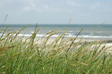 Close up of green grass in front of the beach from the North-Sea island Wangerooge on a sunny day.