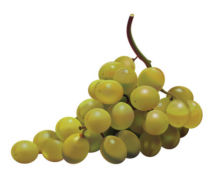 Ripe green grape, bunch isolated on white	
