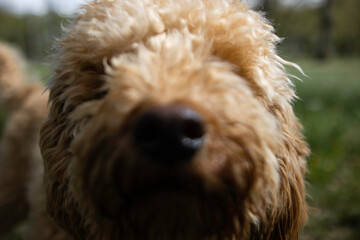 Dog, Poodle, playing in the grass on a sunny day with flowers and trees in the background