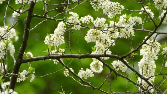 chestnut sided warbler bird perched on a branch of a white-flowered tree. wild birds in their natural habitat. clips of little birds in nature