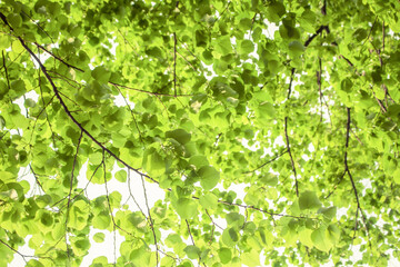 Beautiful green foliage background in summer. Green leaves view against the sky.