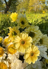   white and  Yellow wild flowers daisy   and treet on field in  summer city park nature landscape