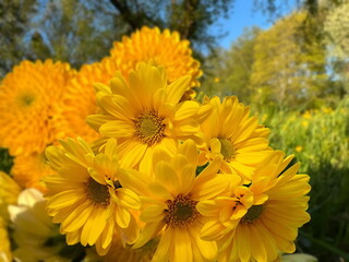   white and  Yellow wild flowers daisy   and treet on field in  summer city park nature landscape