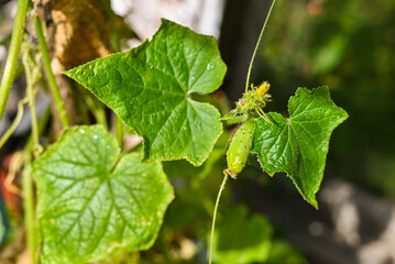 Cucumbers growing on a vine in a rural greenhouse