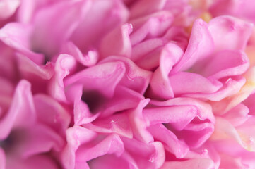 Hyacinth flower close up shot