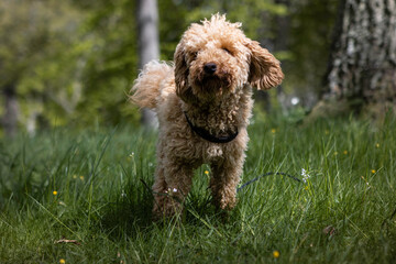 Dog, Poodle, playing in the grass on a sunny day with flowers and trees in the background