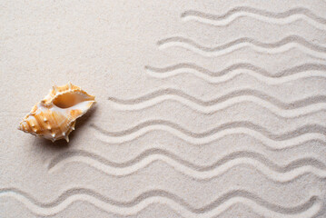 a beautiful shell lies on the light sand with wavy lines