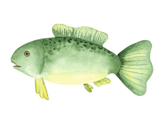 Hand-drawn watercolor illustration of a fish. green fish