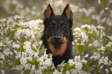 Beautiful portrait of beauceron french shepherd dog