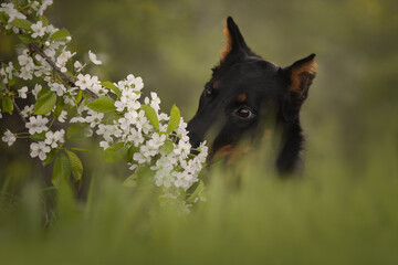 Beautiful portrait of beauceron french shepherd dog