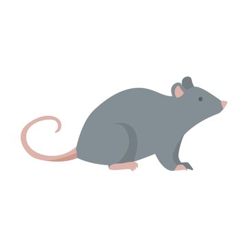 Street gray rat. Pest control workers and insects flat vector illustration. Poison and equipment for pest infestation prevention, insects isolated on white