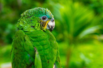 Green Parrot. Beautiful cute funny bird of green ara macaw parrot outdoor on green natural...