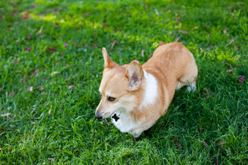 Naklejka na ściany i meble funny cute welsh corgi pembroke dog walking in the park on green grass at sunset, playing fetch and holding a stick in his mouth