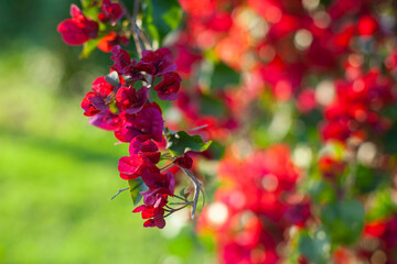 vibrant colorful beautiful bougainvillea pink red flowers in the park as natural floral background. Colorful nature