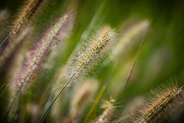 Close up of Swamp Foxtail grass seed spears isolated against a soft, colourful background in sunshine. Copy space.
