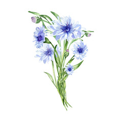 Naklejka premium Meadow flowers bouquet, cornflower watercolor illustration on white